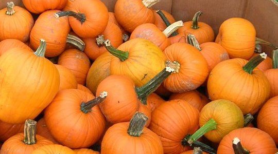 pumpkins-halloween-traverse